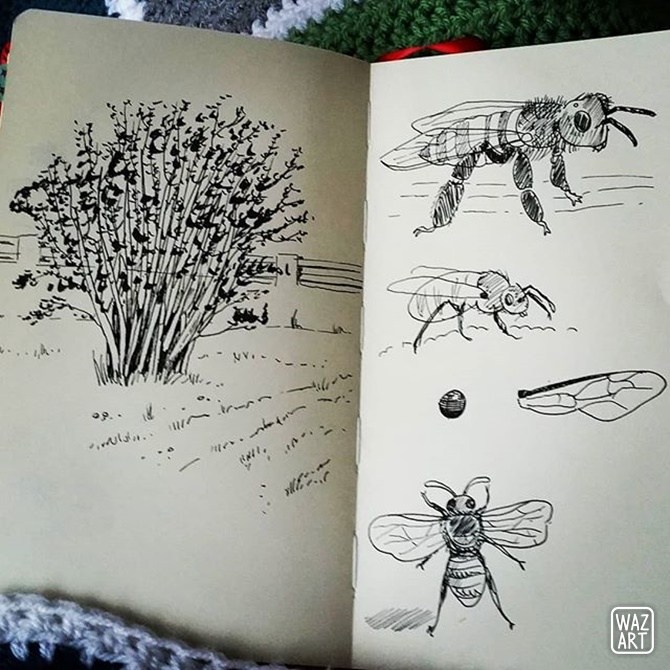 le noisetier de chez mes parents !